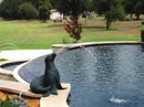 Image for J'S POOLS & SPAS with ID of: 1265156
