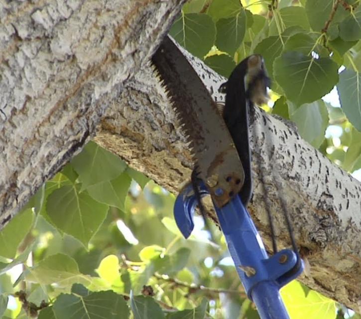 Image for Lexington's Best Tree Service with ID of: 1265221