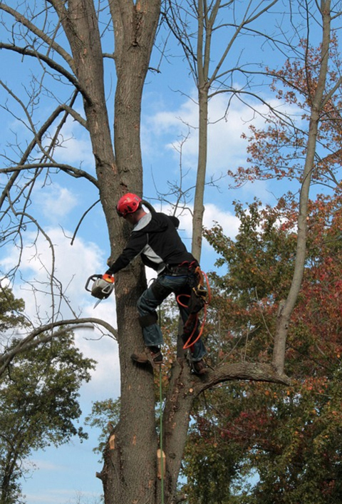 Image for Lexington's Best Tree Service with ID of: 1265223