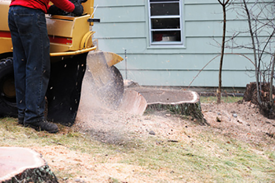 Image for Lexington's Best Tree Service with ID of: 1265225