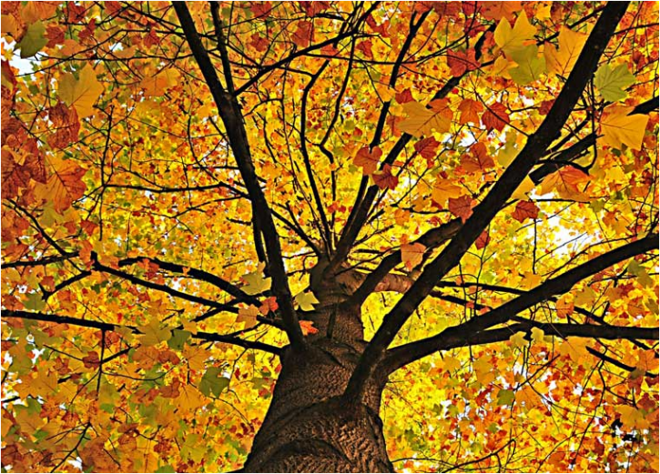 Image for Rockaway NJ Tree Service with ID of: 1265403