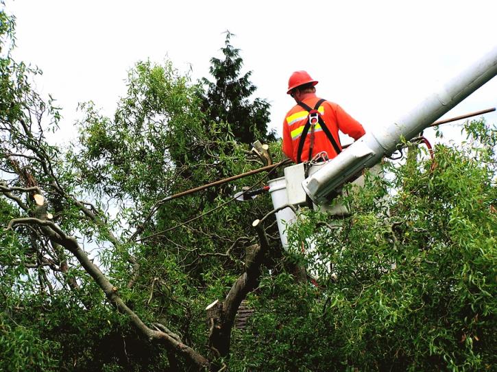 Image for KC Tree Care Service with ID of: 1265408