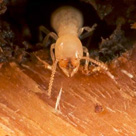 Image for MightyMite Termite Services with ID of: 1266095