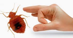 Image for Comerica Pest Control with ID of: 1266497