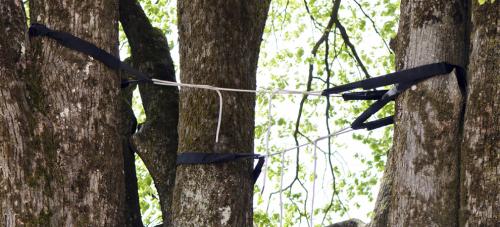 Image for Big Dave's Tree Service with ID of: 1266711
