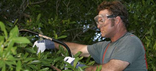 Image for Big Dave's Tree Service with ID of: 1266712
