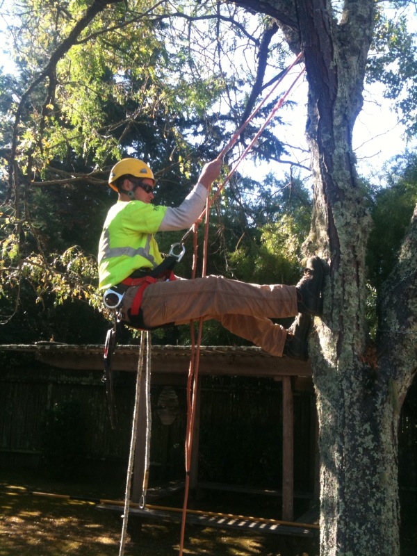 Image for Evergreen Arborists Inc. with ID of: 1267697
