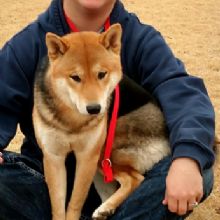 Image for Kennel Comfort Pet Motel with ID of: 1269362