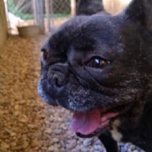 Image for Kennel Comfort Pet Motel with ID of: 1269368