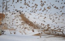 Image for Ringnecks Hunting Lodge with ID of: 1270415