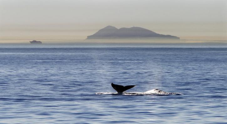 Image for Sail Liberty with ID of: 1272535