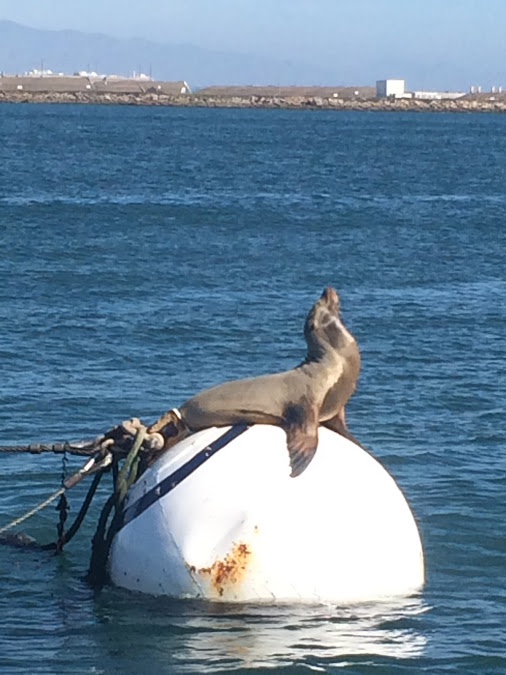 Image for Sail Liberty with ID of: 1272543