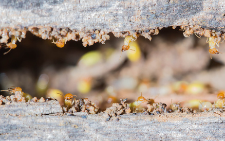 Image for O'Connor Pest Control Simi Valley with ID of: 1272759