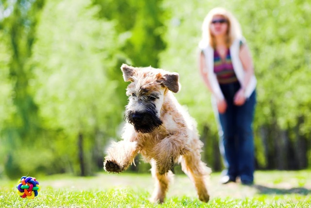 Image for Syracuse Dog Fence with ID of: 1272903