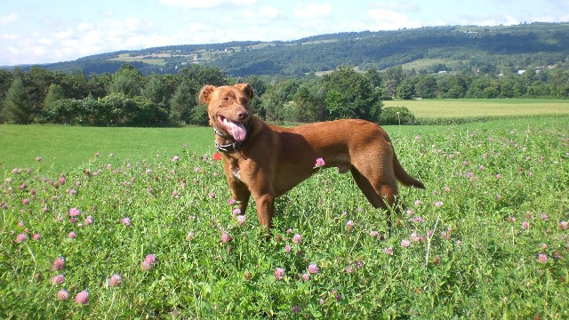 Image for Syracuse Dog Fence with ID of: 1272905