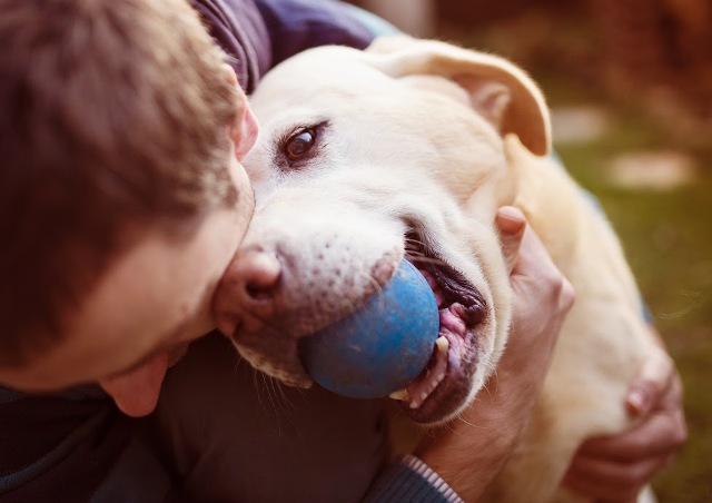 Image for Syracuse Dog Fence with ID of: 1272906
