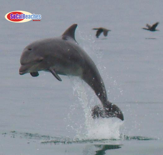 Image for Dolphins Regular Visitors in Mission Beach San Diego [video] with ID of: 127398