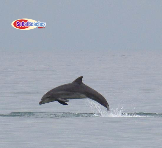 Image for Dolphins Regular Visitors in Mission Beach San Diego [video] with ID of: 127401
