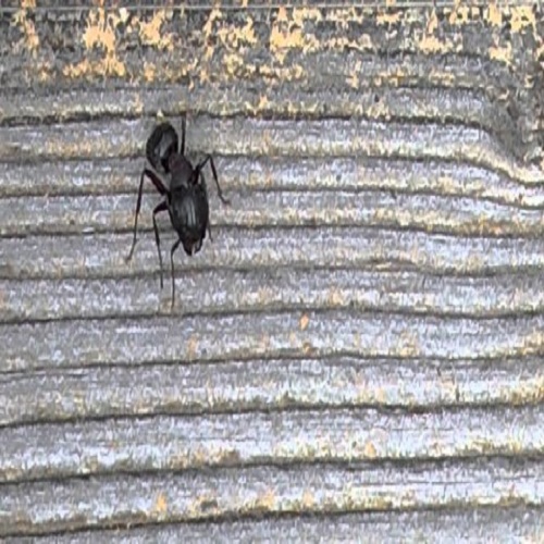 Image for AMPM Exterminators with ID of: 1278263