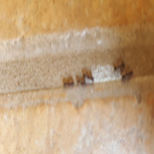Image for AMPM Exterminators with ID of: 1278278