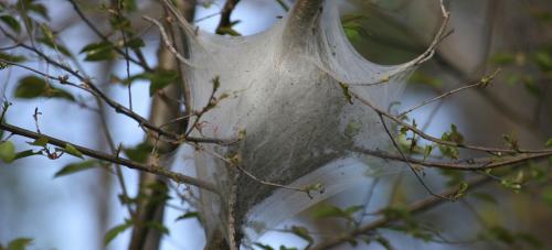 Image for ArborCarePa LLC with ID of: 1279120