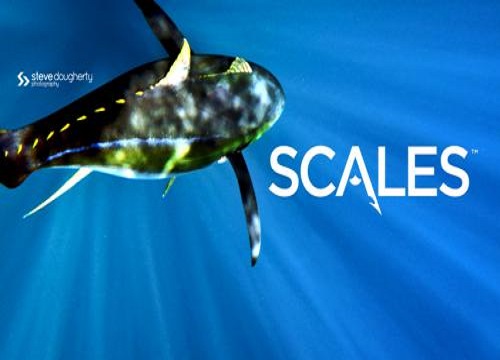 Image for Scales Gear with ID of: 1281208