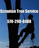 Image for Scranton Tree Service with ID of: 1281434