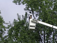 Image for Scranton Tree Service with ID of: 1281435