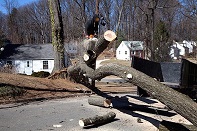Image for Scranton Tree Service with ID of: 1281436