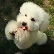 Image for Texas Pet Styling with ID of: 1281656
