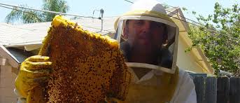 Image for Beehive removal services with ID of: 1284276