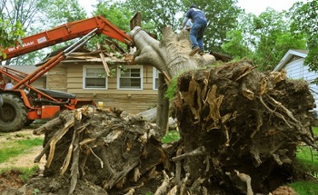 Image for Tree Service Frederick with ID of: 1284355