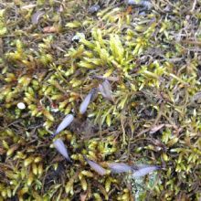 Image for Dart Pest Control with ID of: 1286283