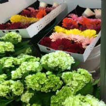 Image for Bloom Flowers and Design with ID of: 1286287