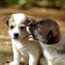 Image for Margale Pet Resort with ID of: 1286774