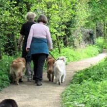 Image for Margale Pet Resort with ID of: 1286794