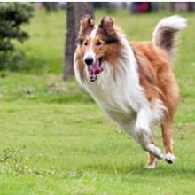 Image for Margale Pet Resort with ID of: 1286800
