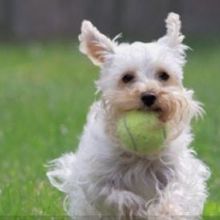Image for Margale Pet Resort with ID of: 1286802