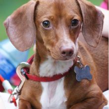 Image for Foxylox Pet Grooming with ID of: 1287227