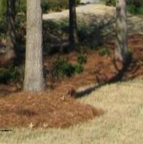 Image for Pewaukee Tree Care with ID of: 1289825