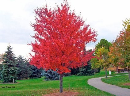 Image for Pewaukee Tree Care with ID of: 1289827