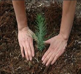 Image for Pewaukee Tree Care with ID of: 1289828