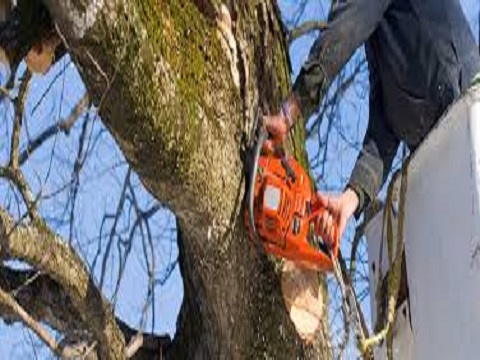 Image for Woods Tree Service with ID of: 1290236