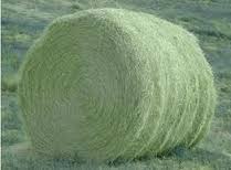 Image for Global Bale Net Wrap Market 2016 Industry Trends, Size, Share, Supply, Growth, Analysis & Forecast 2025 with ID of: 1290483