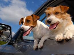 Image for Dog Day Getaway with ID of: 1290588