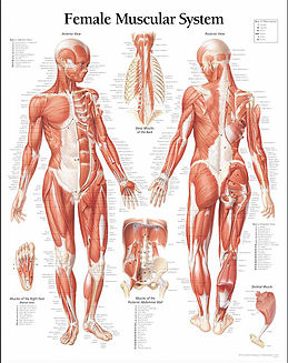 Image for Restorative Therapies LLC with ID of: 1290983