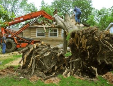 Image for Riverview Tree Service with ID of: 1291255