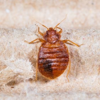 Image for Bez Valley Pest Control with ID of: 1292358