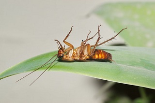 Image for Bez Valley Pest Control with ID of: 1292360