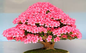 Image for Bonsai tree care services with ID of: 1294257